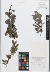 Foto von Salix glabra Scop.